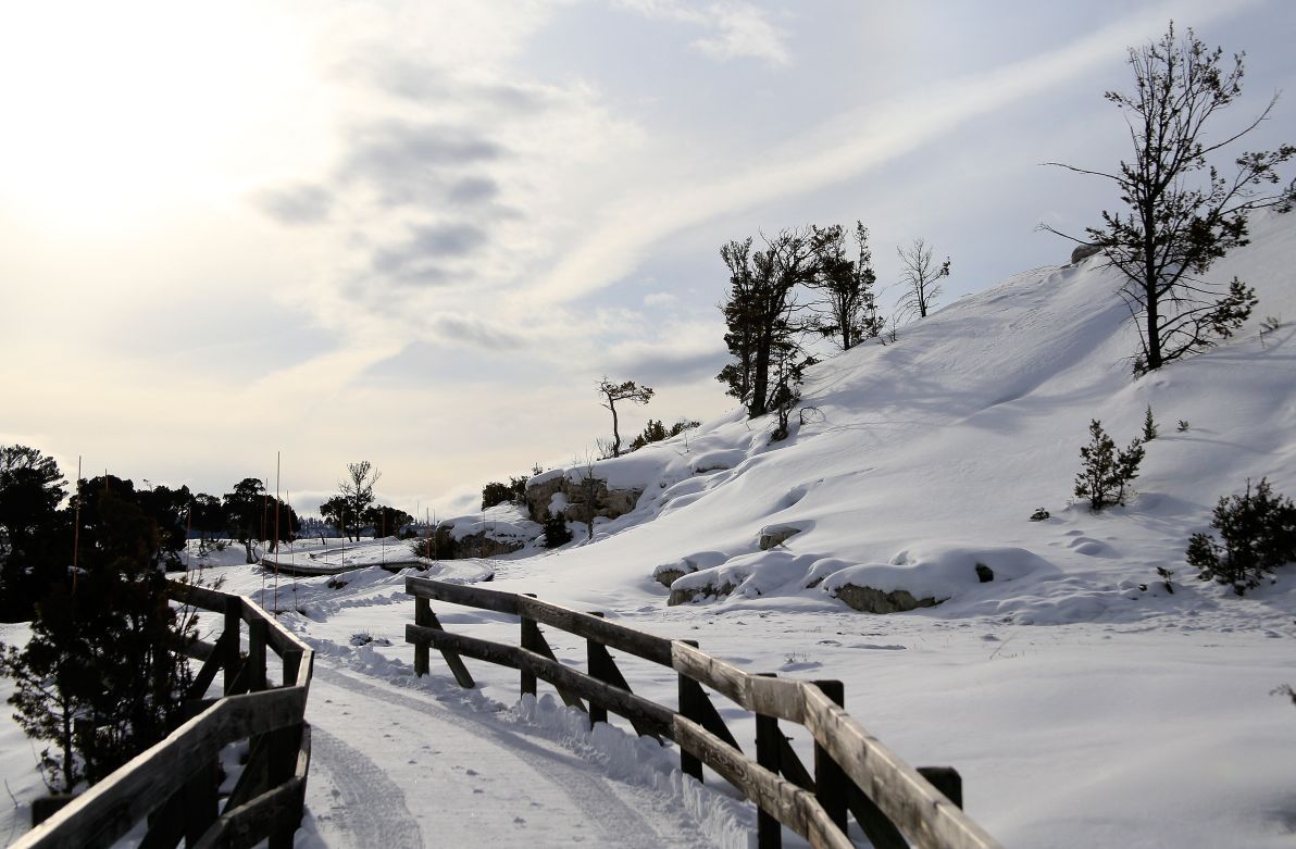 Snowy Mammoth